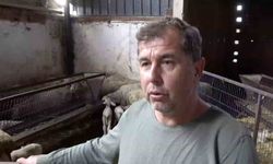 Annesi ve kardeşleri ölen kuzunun yürek burkan hikayesi