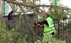 Ardahan Belediyesi’nin ağaç budama çalışmaları devam ediyor