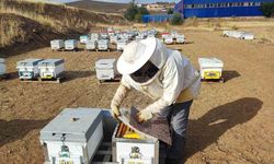 Arıcılığa yeni başladı, doğada insan ayağı değmeyen yerde bal üretiyor