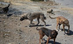 Başıboş köpekler yaban hayatı ve trafik güvenliğini tehdit ediyor