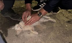 Bingöl’de itfaiye personelinden kediyi kurtarmak için kalp masajı