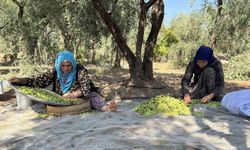 Coğrafi işaretli Derik zeytininde hasat başladı
