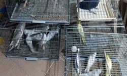 Çorlu’da Egzotik Kuş Operasyonu: Ceza yağdı