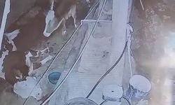 Diyarbakır’da yıldırım hayvan çiftliğine isabet etti: 3 inek telef oldu