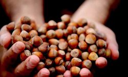 Düzce’de 15 bin 288 ton ihraç edildi