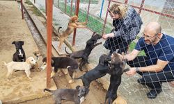 Germencik Sokak Hayvanları Rehabilitasyon Merkezi açılış için gün sayıyor