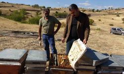 İklim değişikliği arıları etkiledi: Tunceli’de rekolte 900 tona düştü