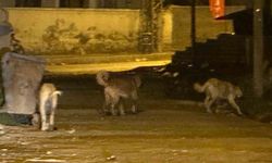 Kağızman’da sokak köpekleri tehlike saçıyor: Vatandaşlar ve veliler tedirgin