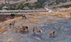Kastamonu’nda kızıl geyikler kameralara yansıdı