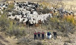 Kayıp 544 koyunu bulmak için  dron kaldırıldı