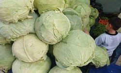 Muş lahanaları Diyarbakır’da tezgahlarda yerini aldı