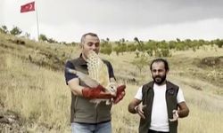 Peçeli baykuş yeniden yaban hayatta