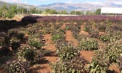 Reyhan tohuma bırakıldı, arılar bal üretti