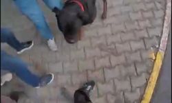 ’Rottweiler’ cinsi köpek dehşet saçtı