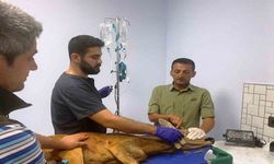 Samsun’da bin 200 hayvan tedavilerinin ardından doğaya salındı