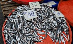 Tekirdağ’da hamsinin kilosu 50 liraya kadar düştü