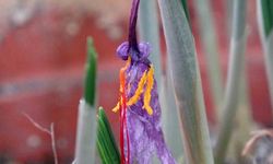 VANF Herbaryumu’nda safran koruma altında