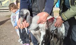 Yaralı bulunan turna tedaviye alındı
