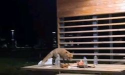 Yavru tilki doğum günü pastasına kondu