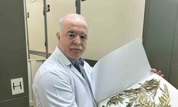 Zeytin ağacından gelen delil: Nuh’un Gemisi Cudi Dağı’nda