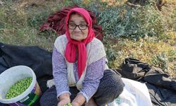 Zeytin hasadına asırlık ağaçlardan başlandı