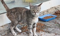 IĞDIR'DA DUYARLI VATANDAŞLARDAN SOKAK HAYVANLARINA YARDIM ELİ!