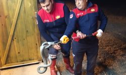 Davetsiz Misafir, Doğaya Bırakıldı