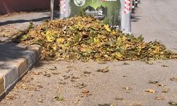 Iğdır Belediyesi’nden Sonbahar Temizliği: Yaprak Mesaisi Başladı!