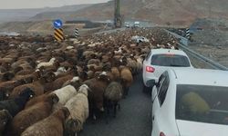 Yaylacılar Ovaya İniyor: Bereketli Sezon Son Buldu