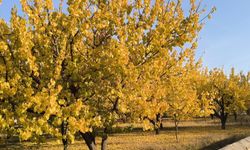 Iğdır Sonbaharın Büyüleyici Güzelliğini Yaşıyor