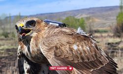 Kıtalar Arası Rekor: Iğdır'dan Uçan Bozkır Şahini, 2,5 Yılda 28 Ülke Gezerek 103 BİN Kilometre Katetti!