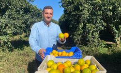 250 bin ton rekolte bekleniyor