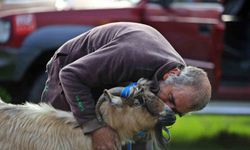 3 keçisini kurtlar yiyen yaşlı adam, mahsur kaldığı uçurumdan kurtarılan son keçisine sarılıp doyasıya öptü