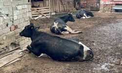 8 buzağımızı şapa verdik