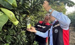 Akdeniz meyve sineği ile mücadele hız kazandı