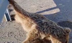 Aracın çarptığı ayı telef oldu