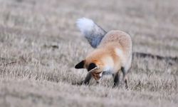 Ardahan’da kızıl tilkinin fare avı