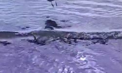 Ayağına dolanan sahte oltayla yaralanan martı tedavisinin ardından doğal ortamında