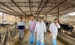 Aydın’da şap hastalığına karşı 565 bin 687 doz aşı uygulandı