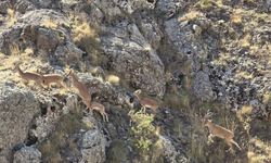 Bayburt’un dağlarını mesken tutan yaban keçileri Vauk Dağı’nda sürü halinde görüntülendi