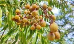 Bu ceviz yenmiyor, temizliyor, cildi güzelleştiriyor