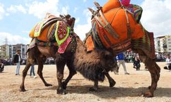 Buldan deve güreşlerine şap engeli