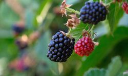 Bursa Büyükşehir 9 üründe fide ve fidan desteğinde bulunacak