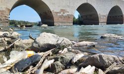 Ceyhan Nehri’ndeki toplu balık ölümlerinin nedeni ağır metal çıkmadı