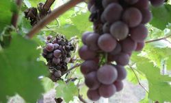 Çiftçinin hayal kırıklığı oldu