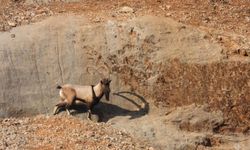 Dağ keçileri görüntülendi