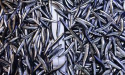 Denizdeki hamsi bolluğu ihracat rakamlarına yansımadı