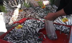 Denizi olmayan Çankırı’da 100 liraya satılan hamsi yüzleri güldürdü