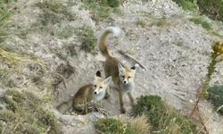 Doğanın sevimli yüzü: Tilki ailesi havadan görüntülendi