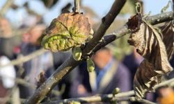 Doğru budama ile 500 metrekareden alınan fındık, 10 dönümlük bahçeden alınan fındığı solluyor
